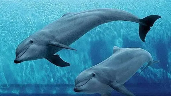 Acquario di Genova